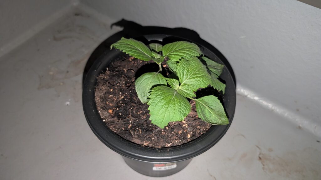 初心者の頃に育てた三つ葉