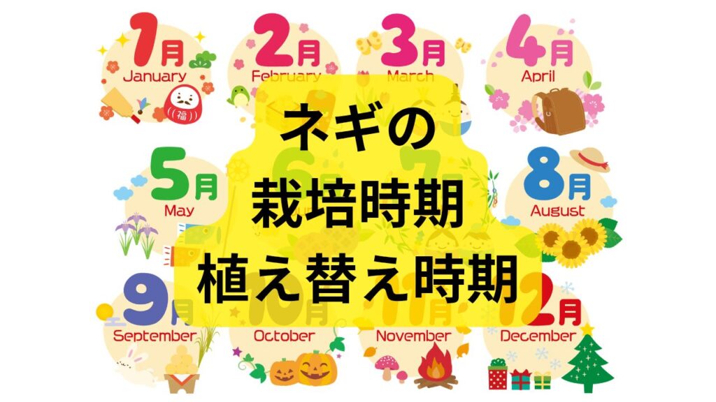 ネギの栽培時期はいつから？種まきから収穫、再生栽培の時期まで解説
