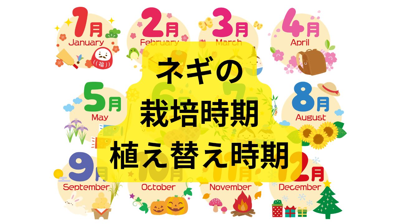ネギの栽培時期はいつから？種まきから収穫、再生栽培の時期まで解説